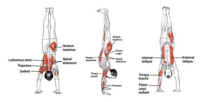 What Muscles Handstand Push Ups Work