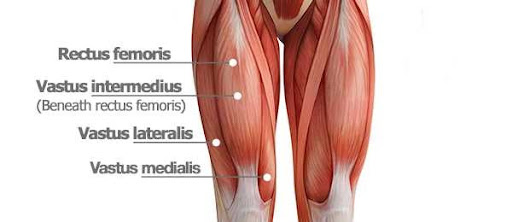 Quadriceps femoris muscle group