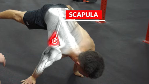 scapula muscle