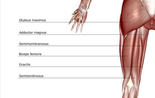 Hamstring muscle