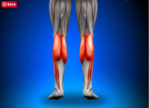 calf muscle