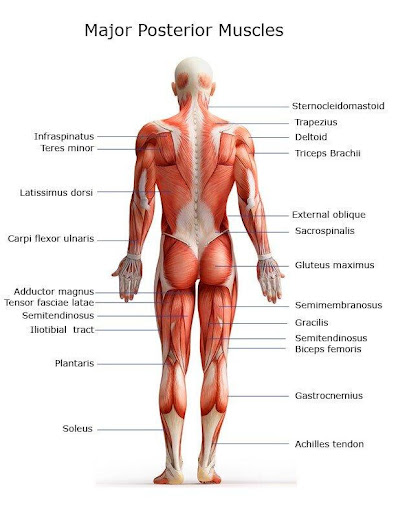 Major Posterior Muscles