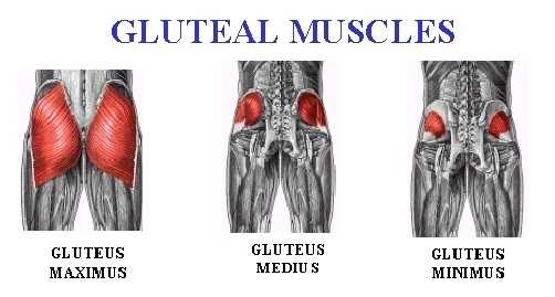 Gluteal muscle
