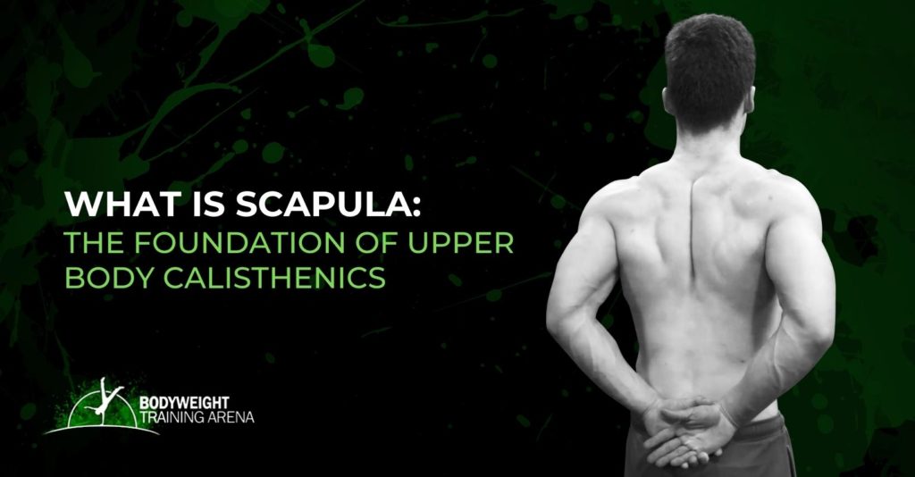What is Scapula