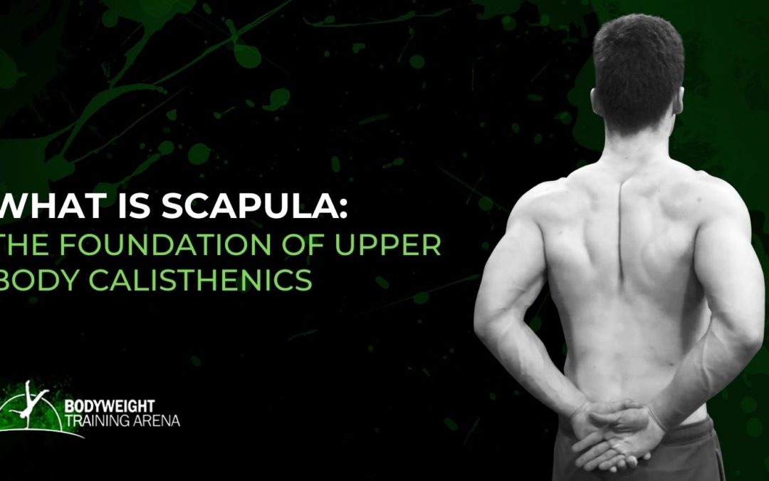 What is scapula? The Foundation of Upper body Calisthenics