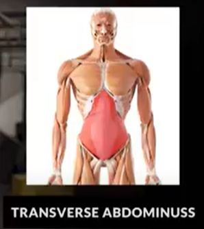 Hollow hold transverse abdominus